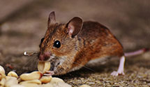 24 Hour & Emergency Exterminators in Shanesville, OH